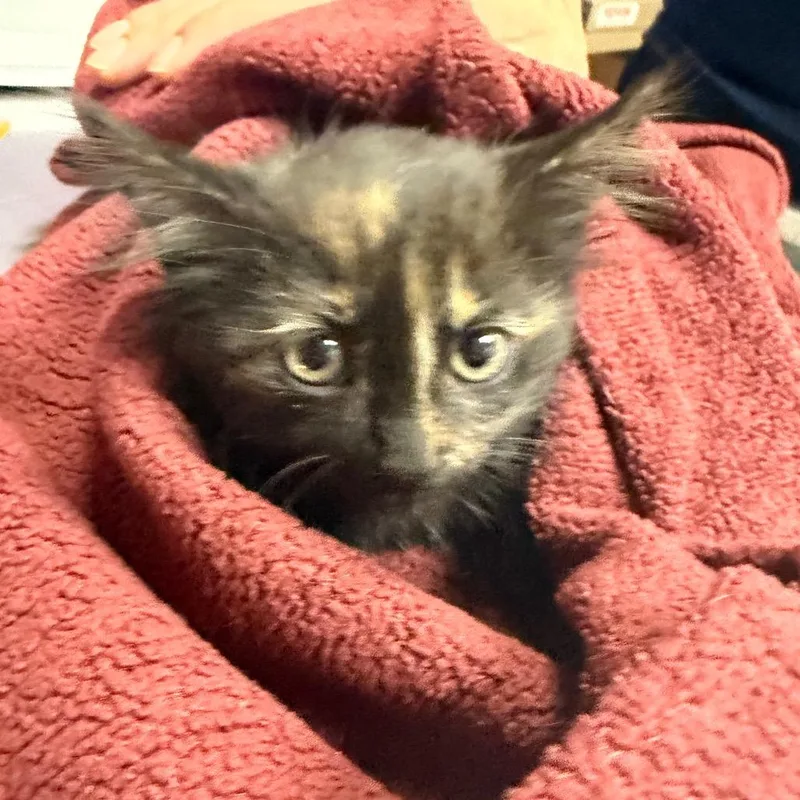 A baby small-sized female Black Domestic Medium Hair cat named Sha'carri for adoption in Newark, NJ