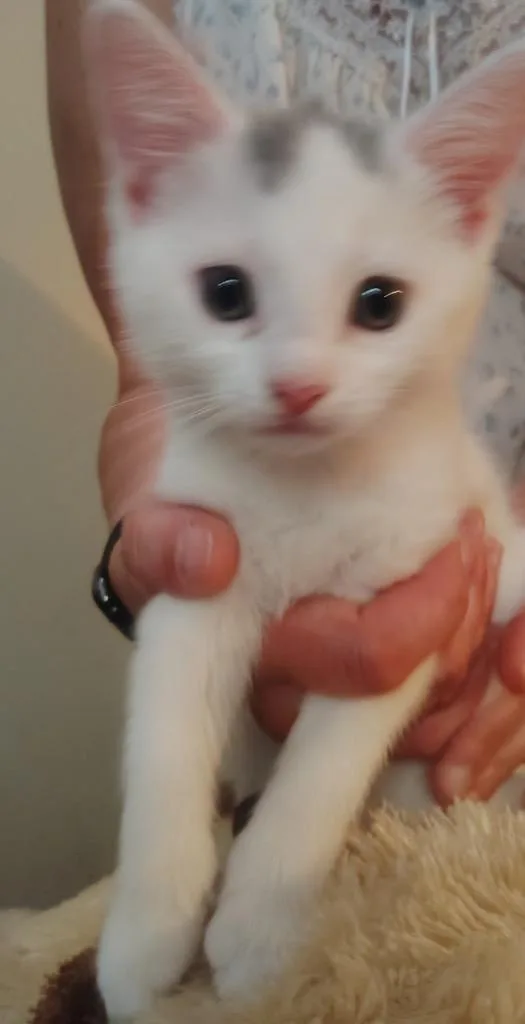 Mickey thumbnail 2