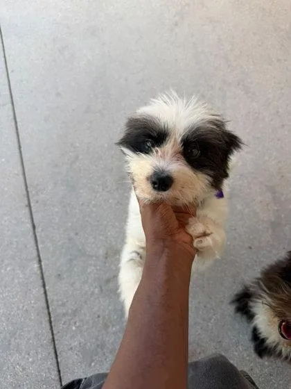 An adult small-sized male Terrier dog named Cani for adoption in North Miami Beach, FL