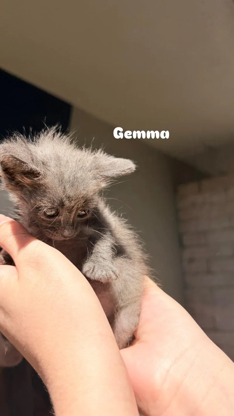 Gemma thumbnail 2