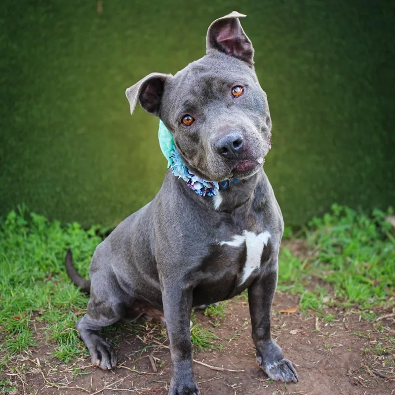 An adult large-sized male Gray / Blue / Silver Mixed Breed dog named Rocky for adoption in Lake Jackson, TX