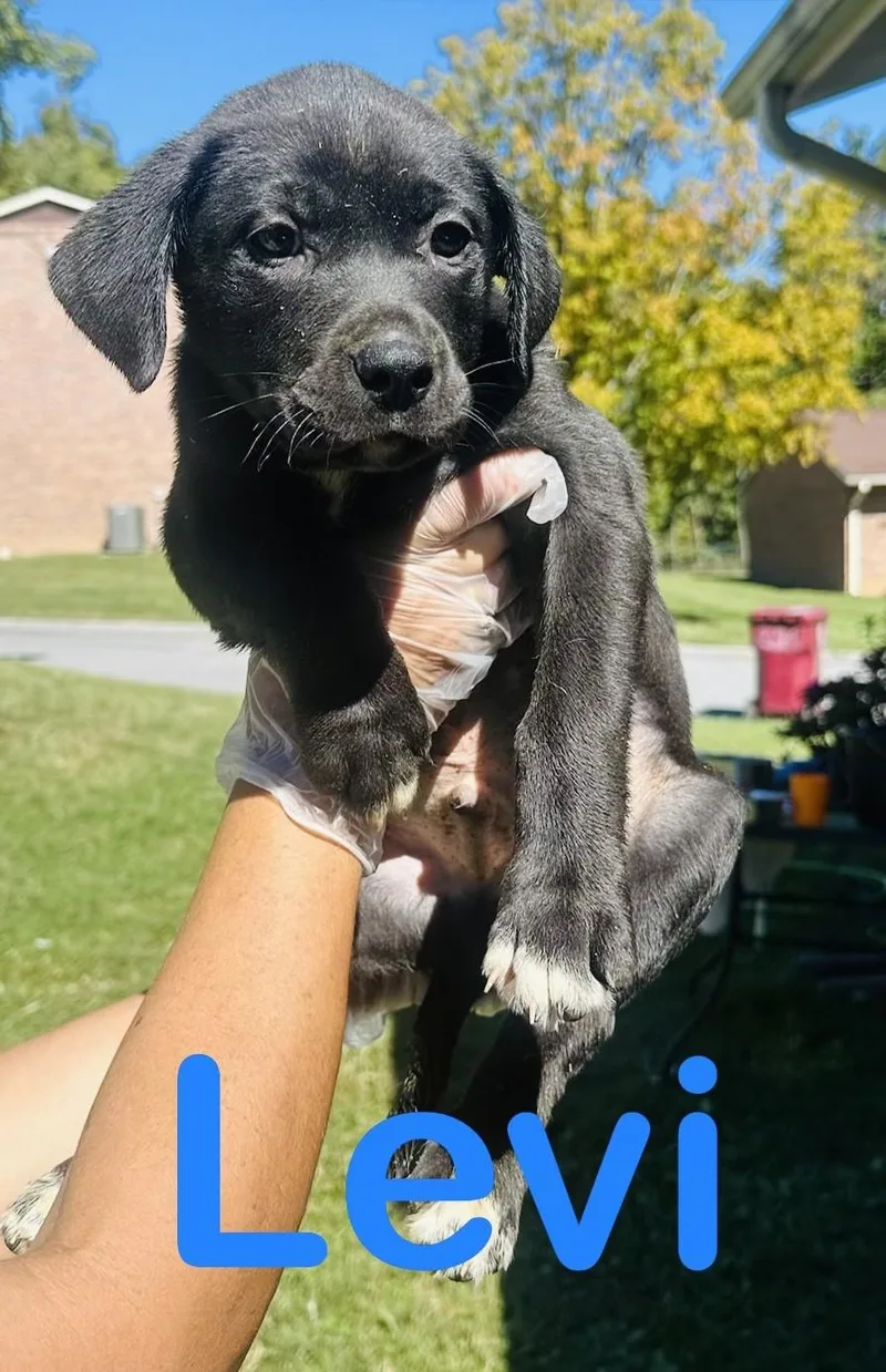 A baby large-sized male Mastiff dog named Levi for adoption in Albany, NY