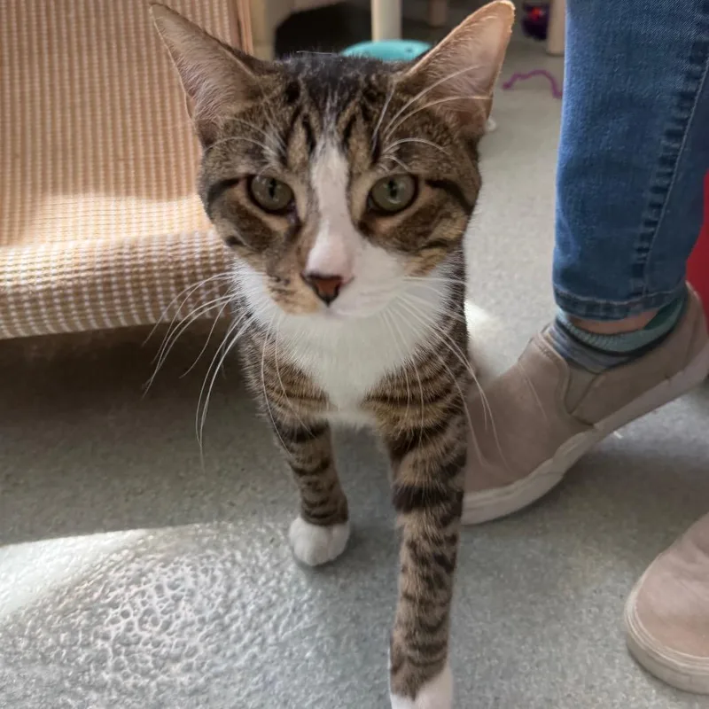 A young large-sized male Brown / Chocolate Domestic Short Hair cat named Mochi Reid for adoption in Chicago, IL