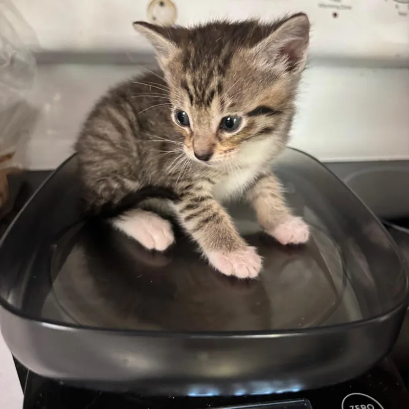 A baby small-sized female Brown / Chocolate Domestic Short Hair cat named Kakira Bacardi GHA_ for adoption in Columbia, MO