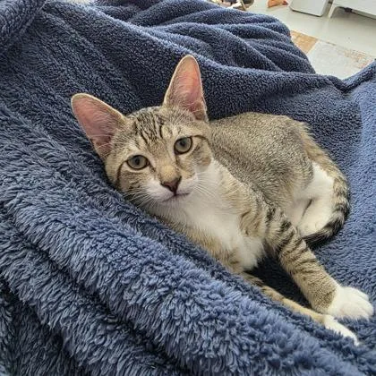 A baby small-sized male Domestic Short Hair cat named Ottis for adoption in West Chester, PA