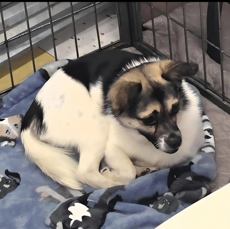An adult small-sized male White / Cream Chihuahua dog named Rigby for adoption in Lancaster, CA