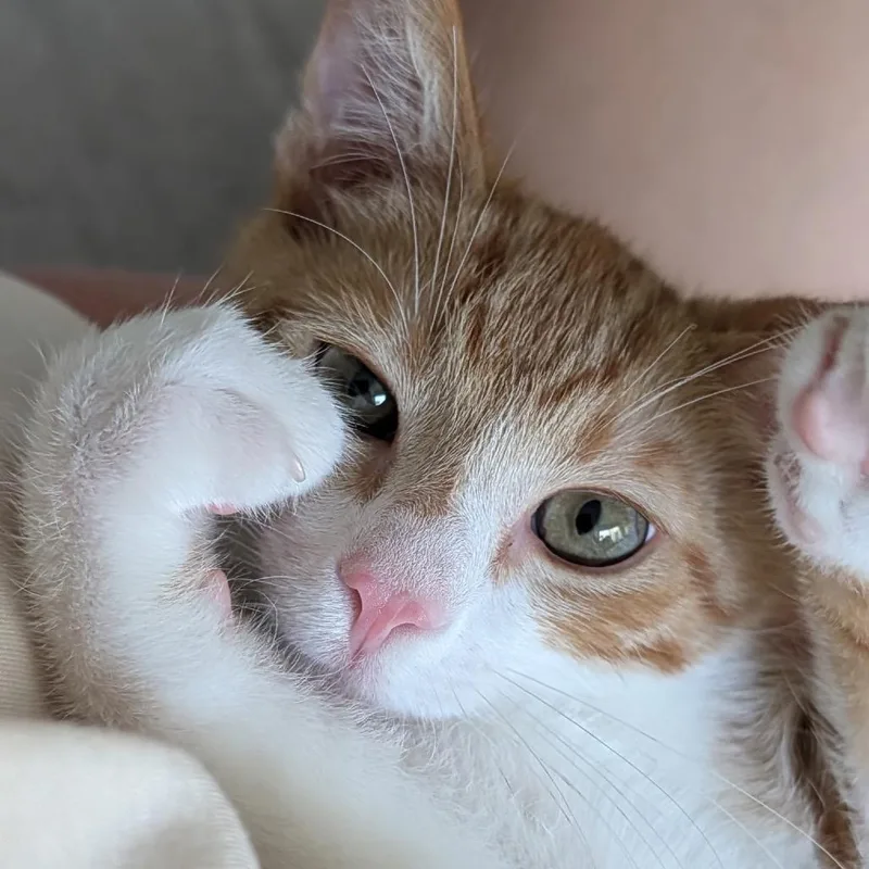 A baby small-sized male Orange / Red Domestic Short Hair cat named Garfield for adoption in Pacific Palisades, CA