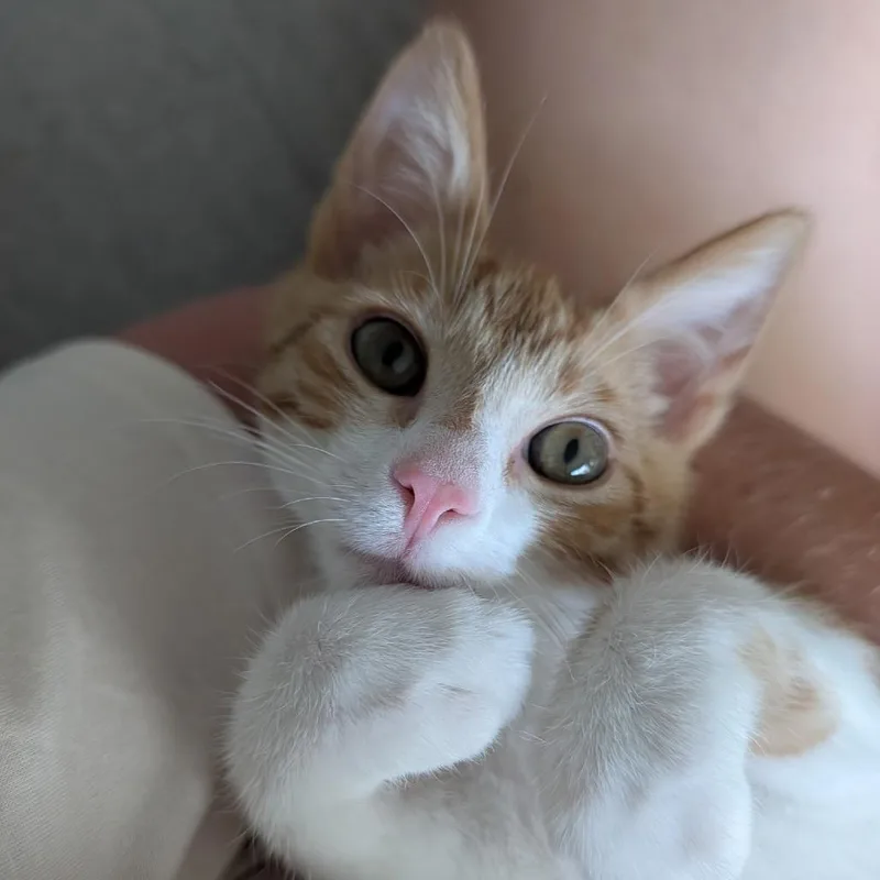 Garfield thumbnail 2
