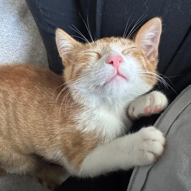 Garfield thumbnail 3