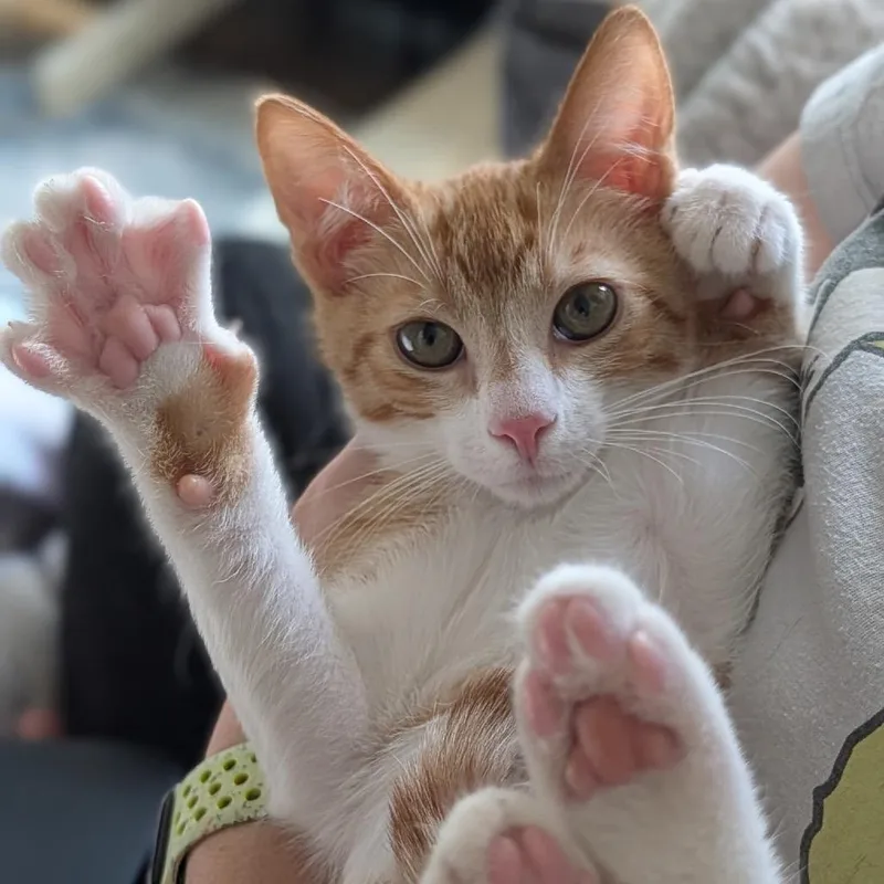 Garfield thumbnail 4