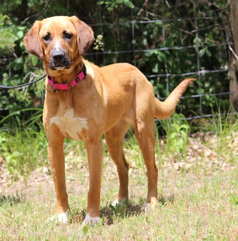 A young medium-sized female Mixed Breed dog named Sunny for adoption in Portage, WI