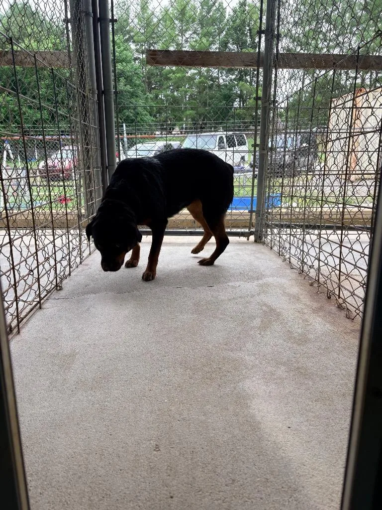 An adult medium-sized female Rottweiler dog named Nala for adoption in Morgantown, KY