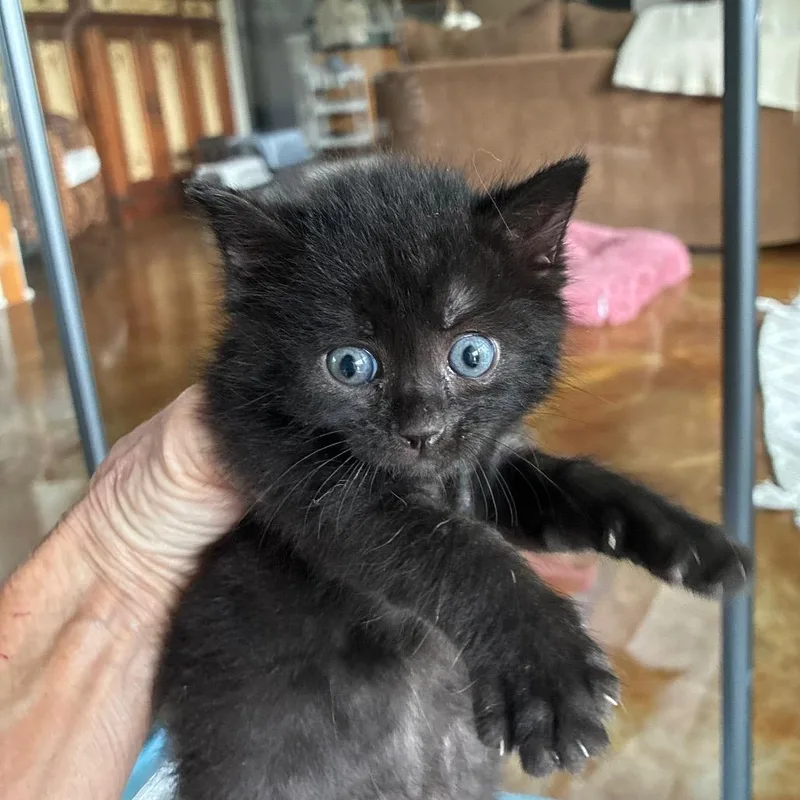 A baby small-sized male Black Domestic Short Hair cat named Tosh for adoption in Franklin, TN