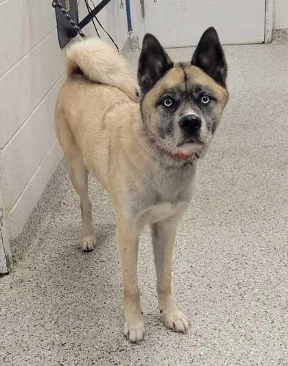 A senior large-sized male Yellow / Tan / Blond / Fawn Akita dog named Keto for adoption in Kansas City, MO