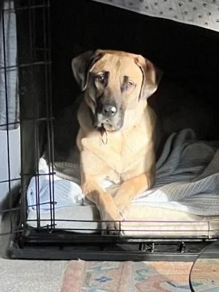 An adult large-sized female Mixed Breed dog named Rocks for adoption in Chamblee, GA