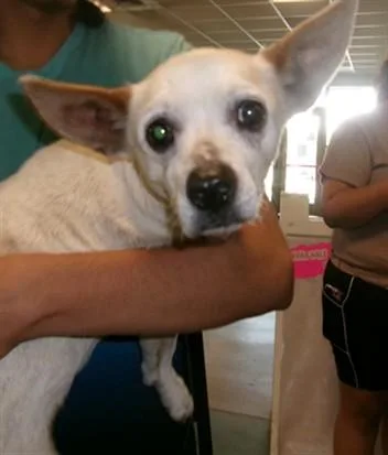A senior small-sized female Chihuahua dog named Paloma for adoption in Van Nuys, CA