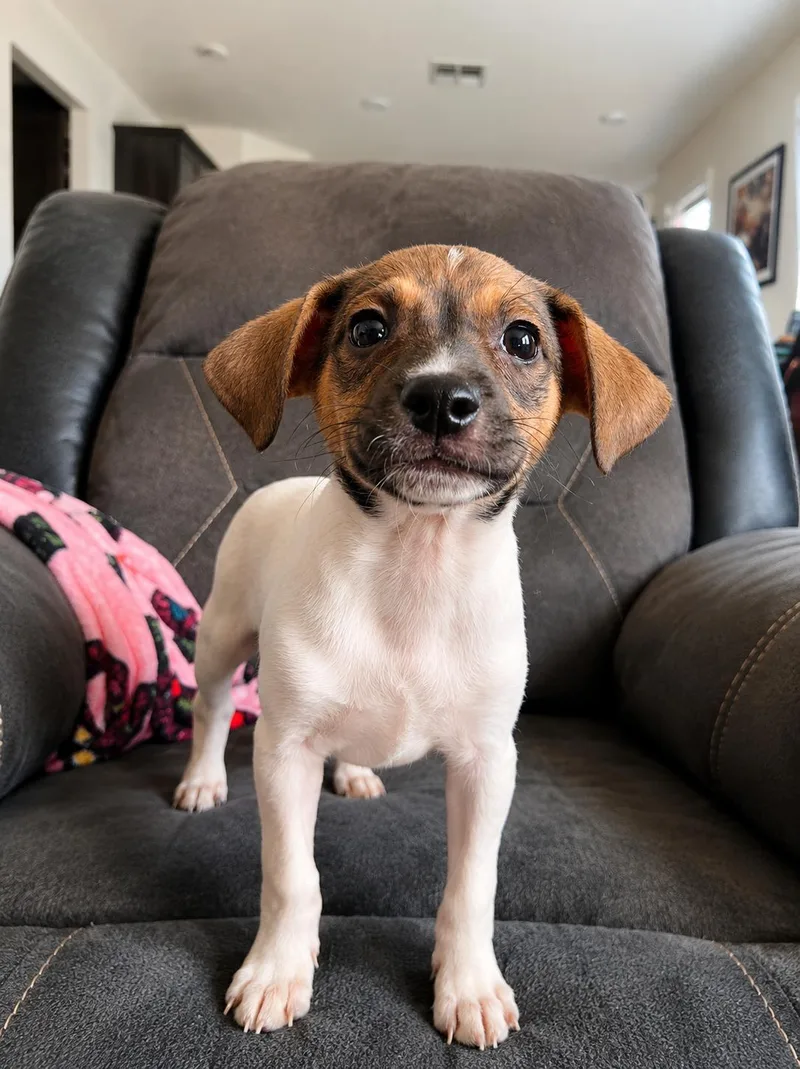 Bella