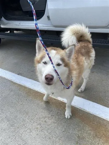 An adult medium-sized male Husky dog named A for adoption in Houston, TX