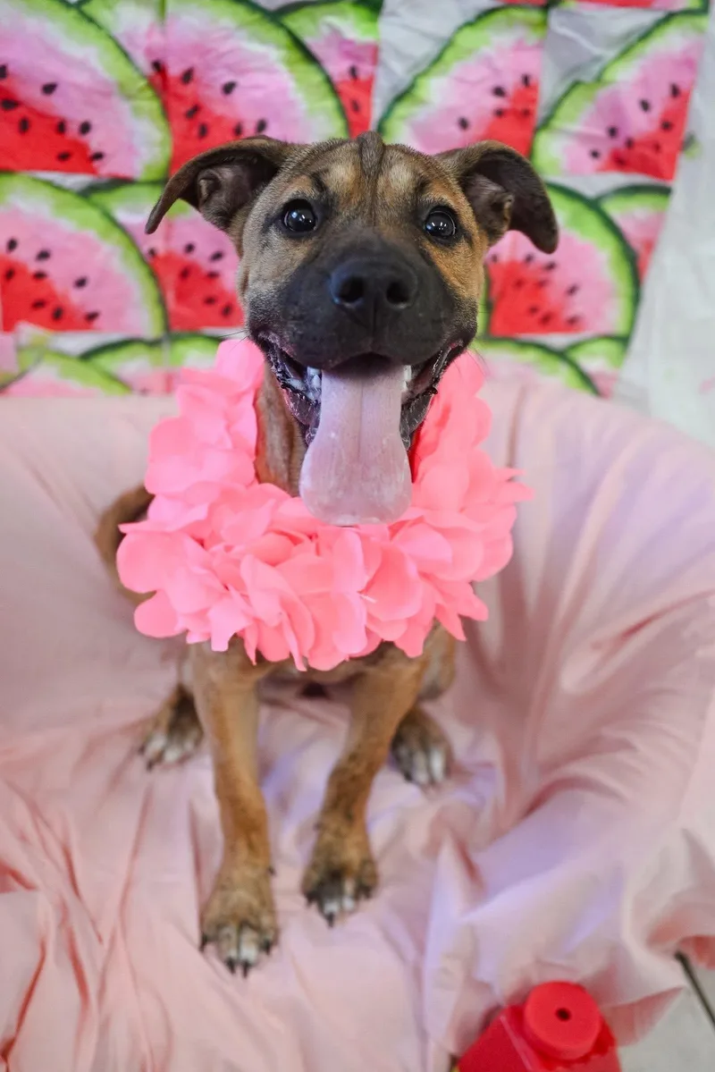 A baby medium-sized female Brown / Chocolate Shar-Pei dog named Star for adoption in Kalamazoo, MI