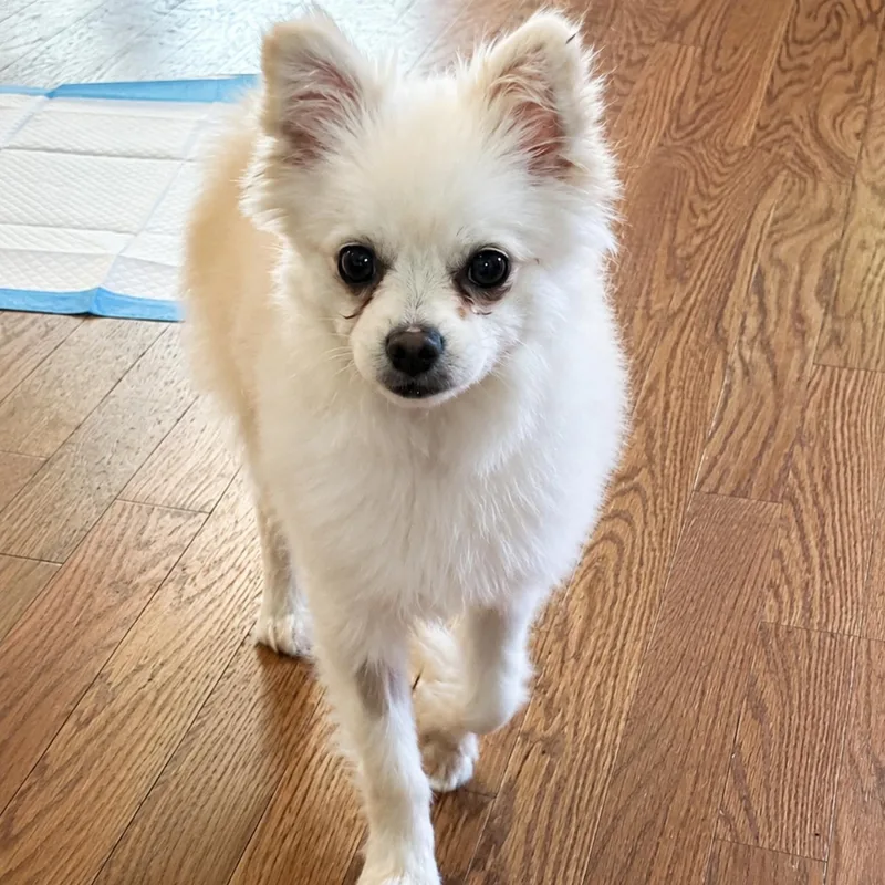 A young small-sized male Pomeranian dog named Chive for adoption in Copiague, NY