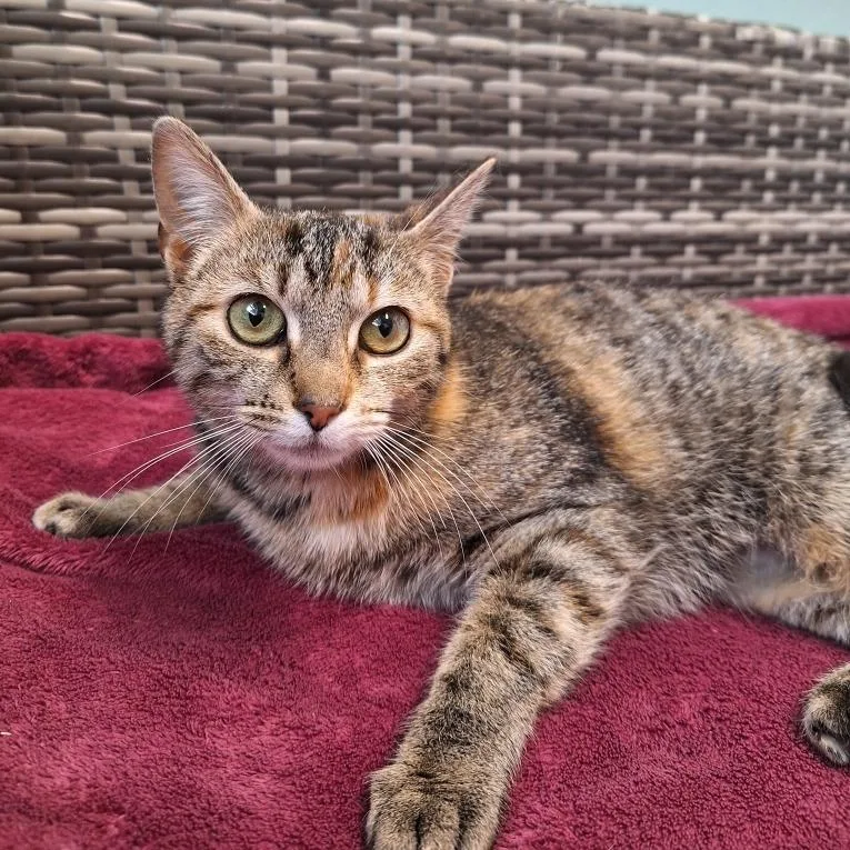 An adult medium-sized female Brown / Chocolate Domestic Short Hair cat named Nebula for adoption in Attica, NY