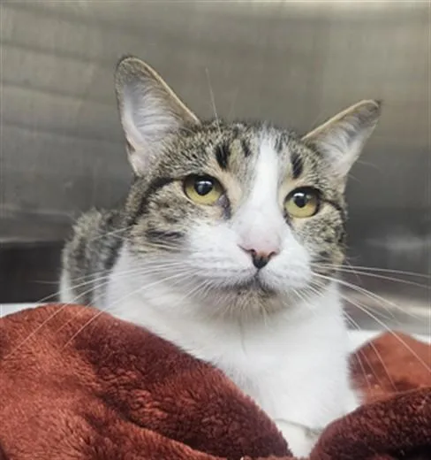 A young medium-sized female Domestic Short Hair cat named Shrimp Cocktail for adoption in Los Angeles, CA