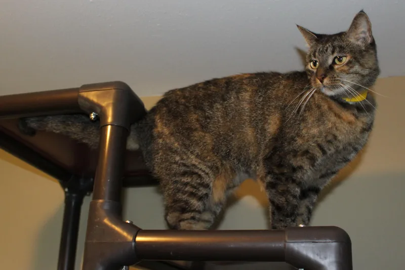 An adult medium-sized female Brown / Chocolate Domestic Short Hair cat named Juniper for adoption in Huron, SD