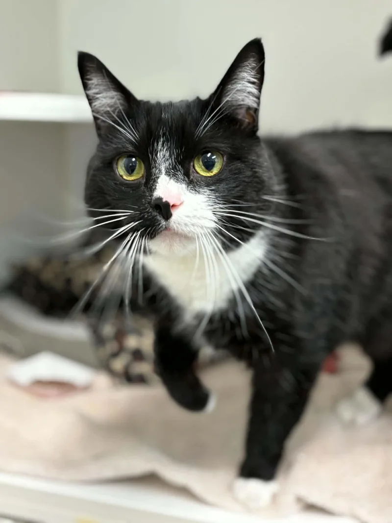 A senior medium-sized male Black & White / Tuxedo Domestic Short Hair cat named Pepper for adoption in Grants Pass, OR