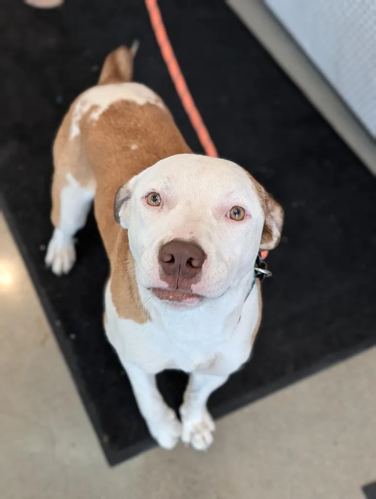 A young large-sized male Pit Bull Terrier dog named Chewy for adoption in Greenfield, IN