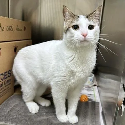 A young medium-sized female White Domestic Short Hair cat named Sweetie Pie for adoption in Novelty, OH
