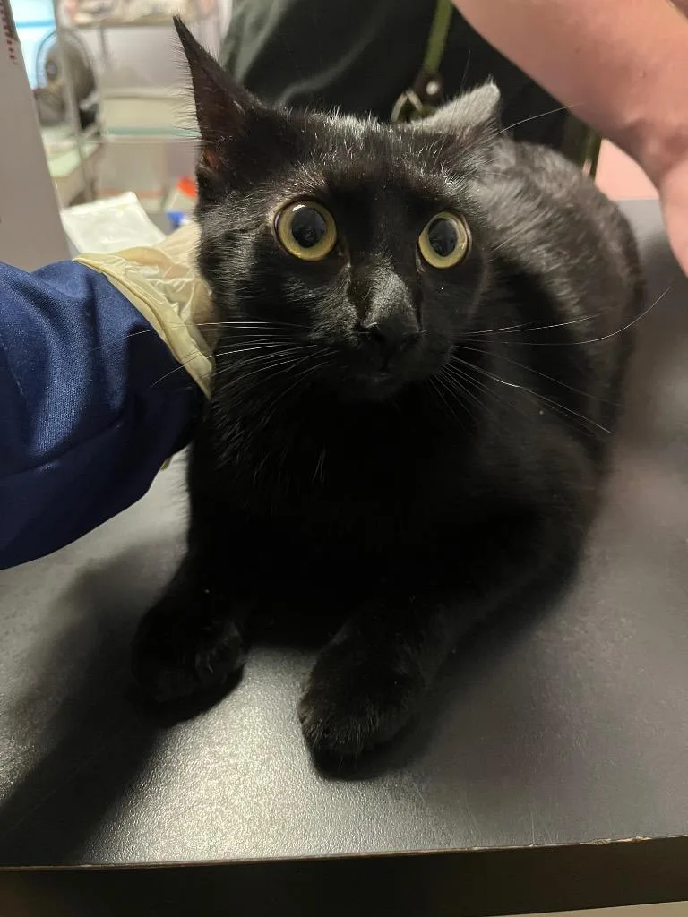 A young medium-sized female Domestic Short Hair cat named Tweak for adoption in New Braunfels, TX
