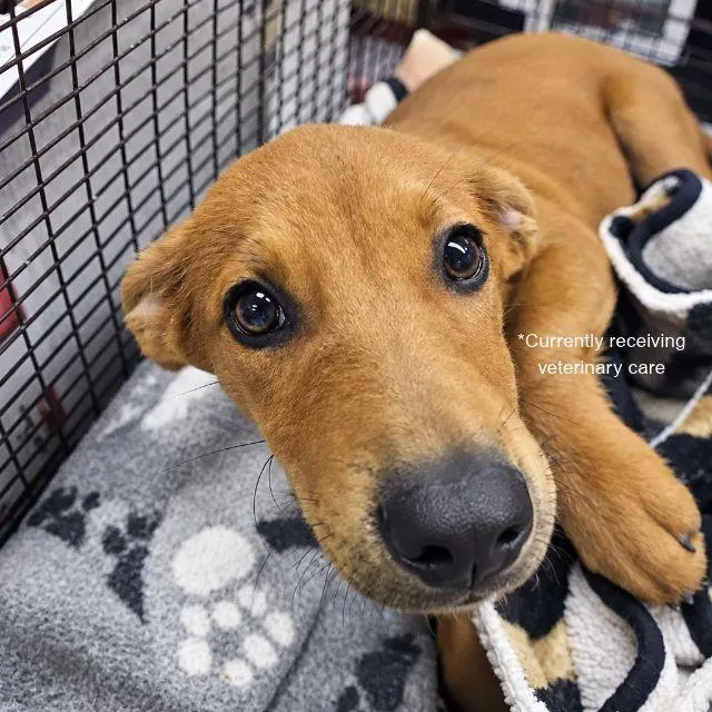 A baby small-sized male Shepherd dog named Toffee for adoption in San Antonio, TX