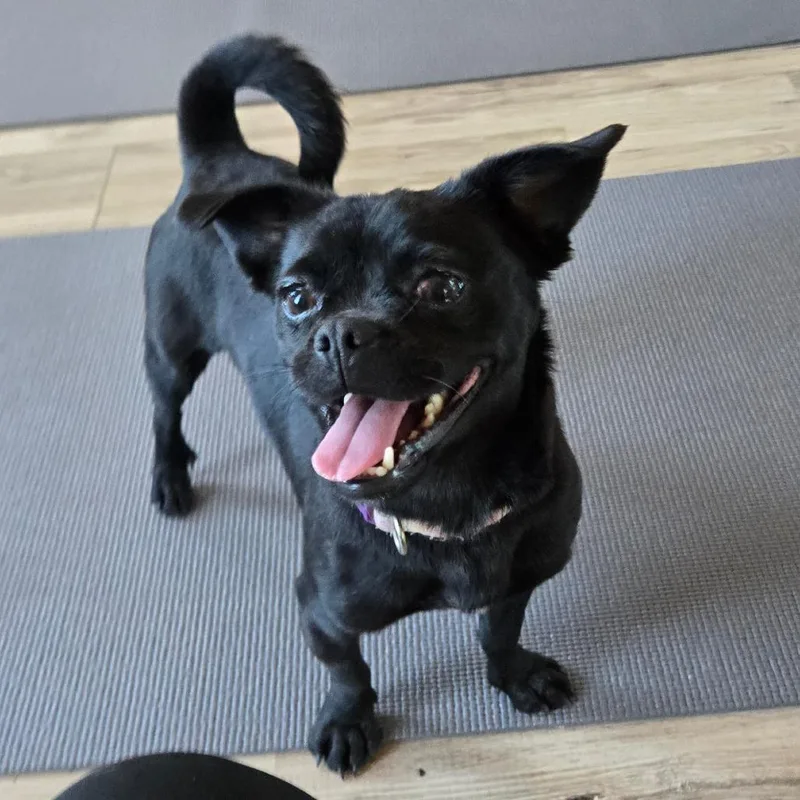 An adult small-sized female Black Pug dog named Pudgie Peggy for adoption in Loves Park, IL
