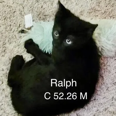 A baby medium-sized male Black Domestic Short Hair cat named Petco Ralph for adoption in Batavia, NY