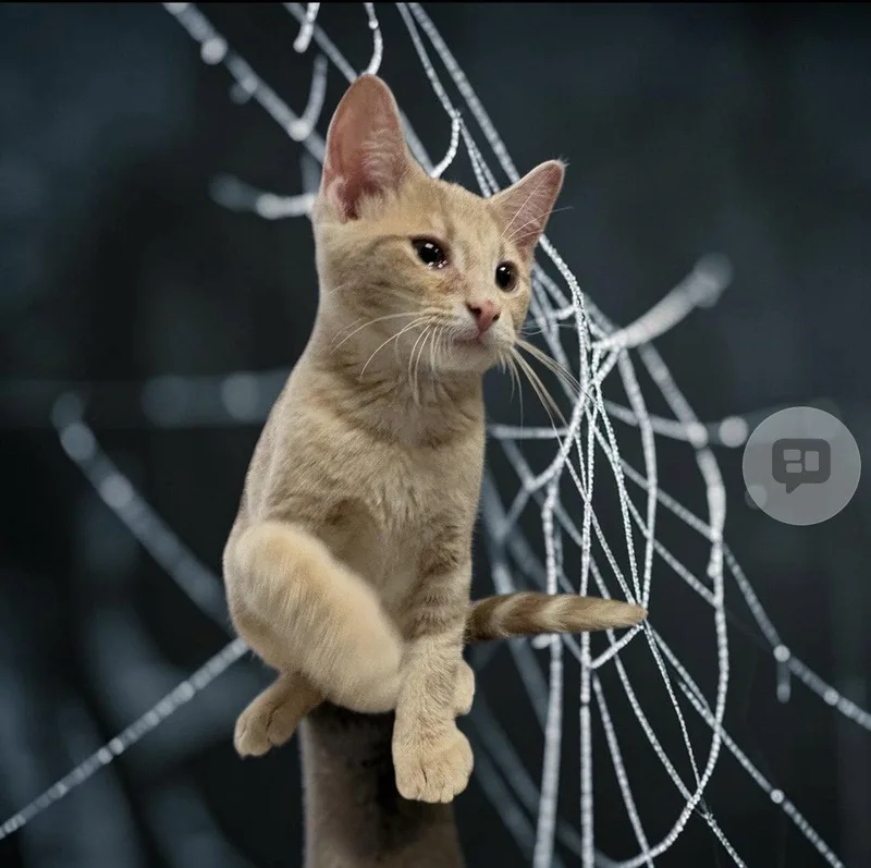 A baby medium-sized male Domestic Short Hair cat named Edward for adoption in Walled Lake, MI