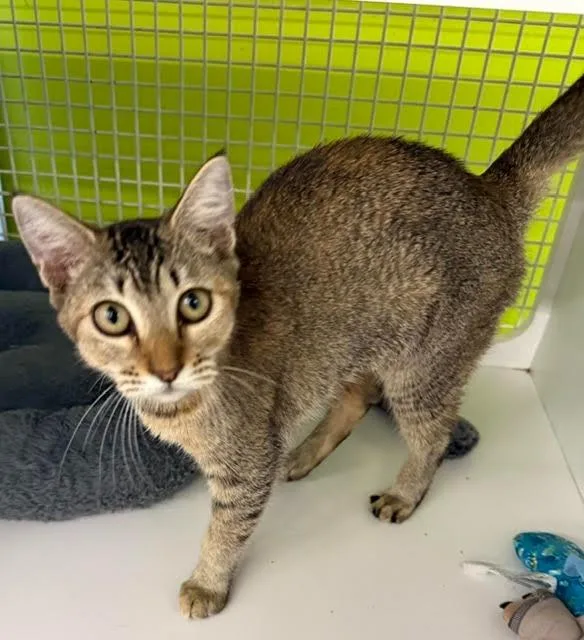 A baby medium-sized female Domestic Short Hair cat named Michelle for adoption in Fort Myers, FL