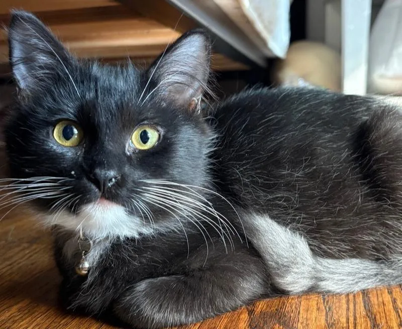 A baby medium-sized female Domestic Medium Hair cat named Annabel Lee for adoption in Richardson, TX