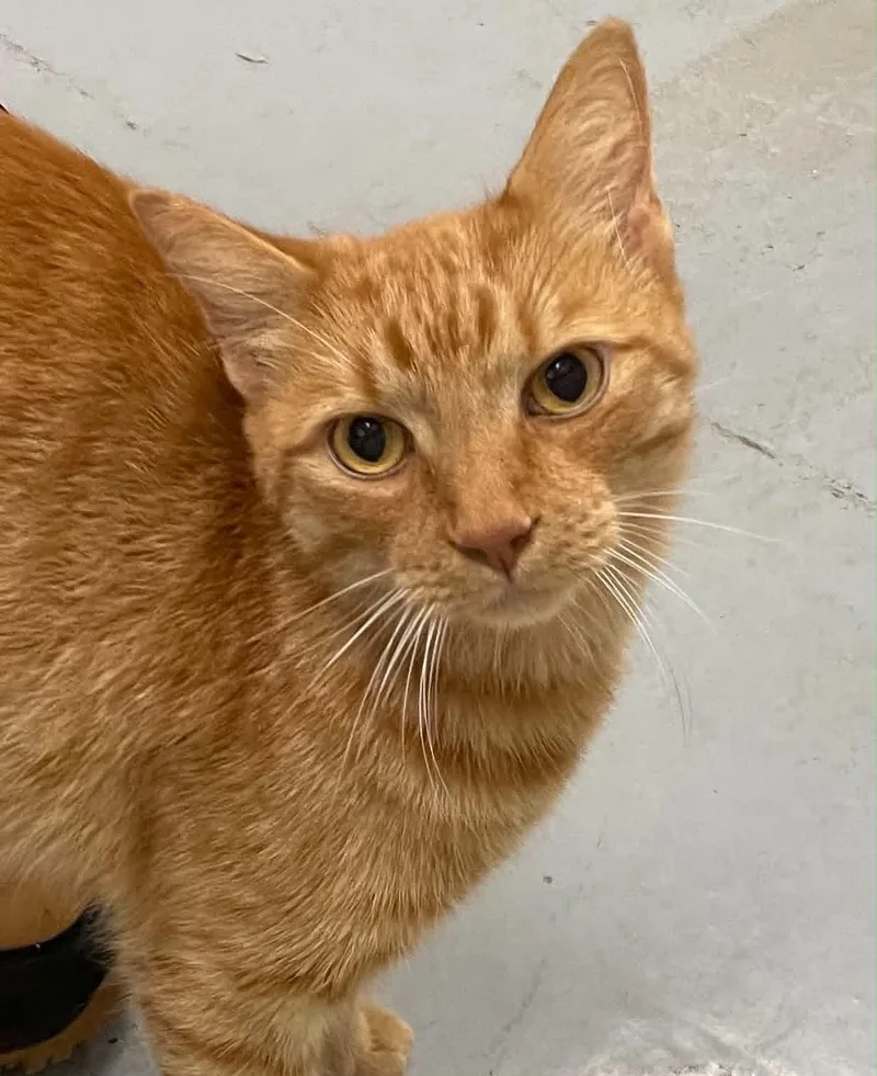 An adult medium-sized male Orange / Red Domestic Short Hair cat named Brady for adoption in Covington, VA