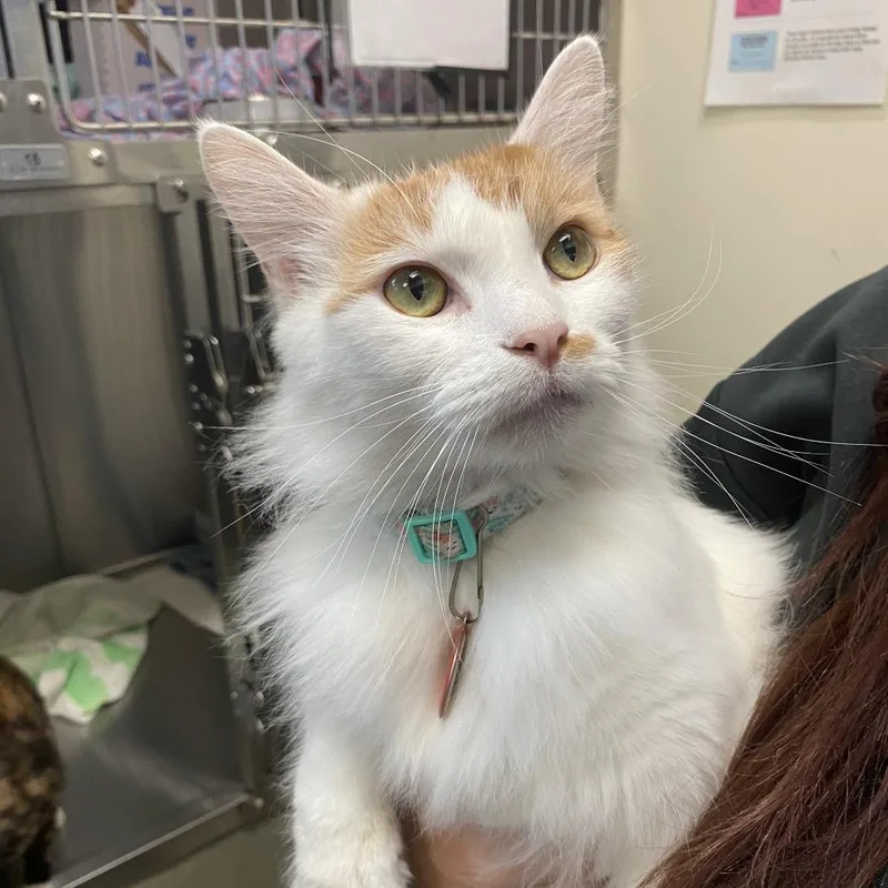 A senior large-sized male White Turkish Van cat named Pumpkin Spice for adoption in Lynchburg, VA