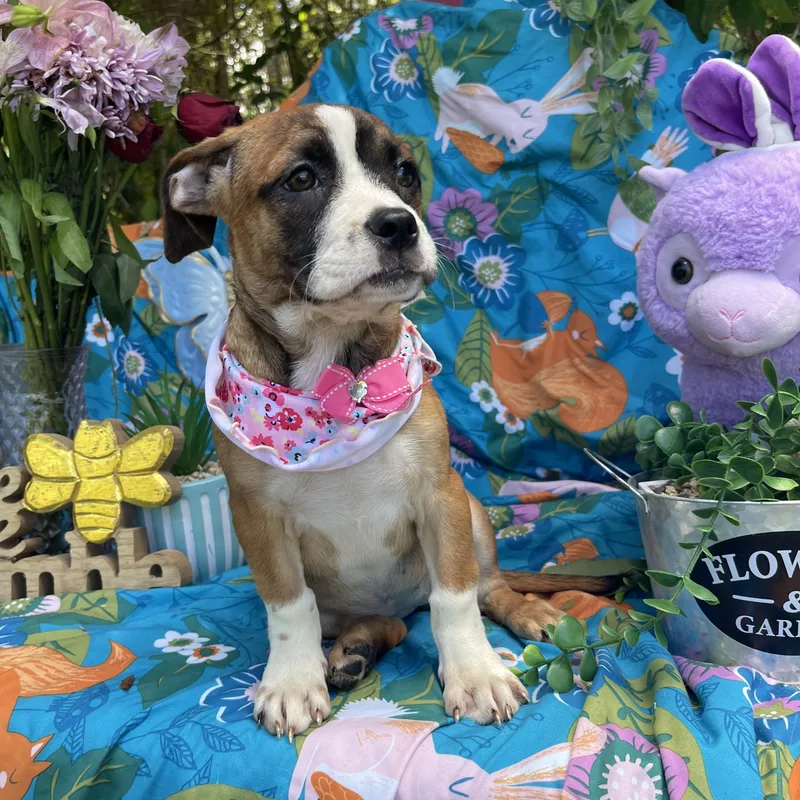 A baby medium-sized female Beagle dog named Quenna for adoption in Sebring, FL