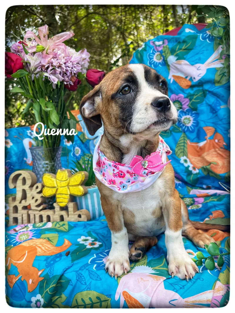 Quenna thumbnail 5