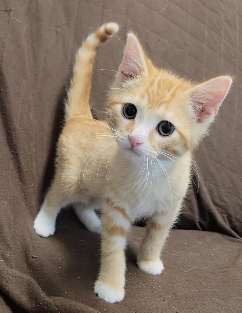 A baby medium-sized male Domestic Short Hair cat named Tank for adoption in Sandusky, OH