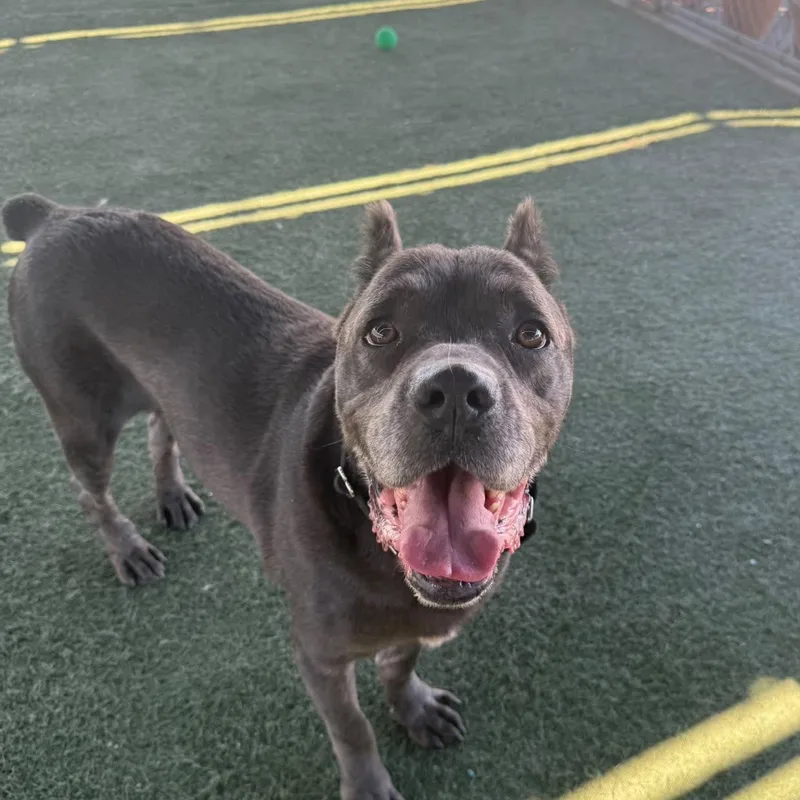 A senior medium-sized male Cane Corso dog named Cane for adoption in Whittier, CA