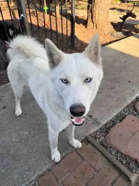 An adult medium-sized male Siberian Husky dog named Blast for adoption in Walnut Creek, CA
