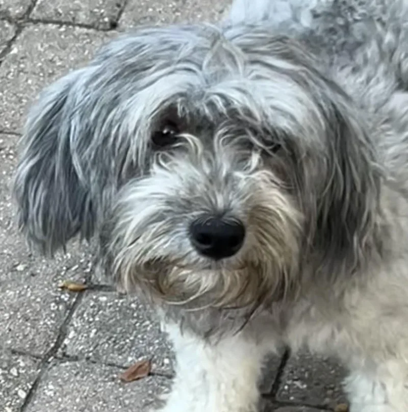 An adult small-sized female Gray / Blue / Silver Maltipoo dog named Bella for adoption in Bellaire, TX