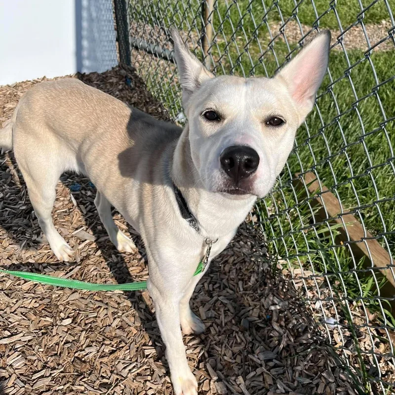 An adult medium-sized female Yellow / Tan / Blond / Fawn Husky dog named Pj Ray for adoption in Elyria, OH