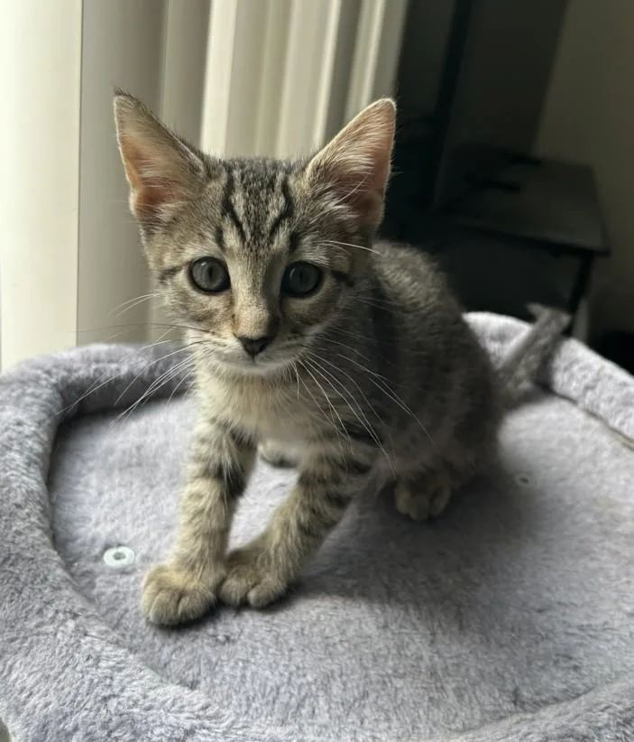 A baby small-sized female Domestic Short Hair cat named Ming for adoption in Clinton Township, MI