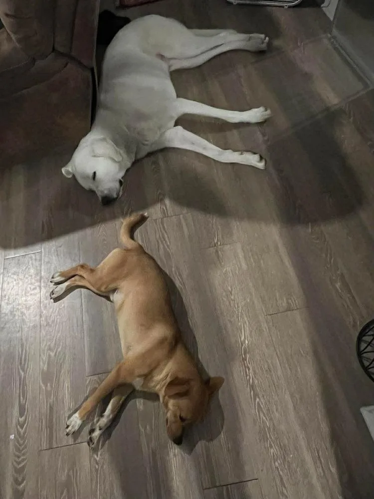 An adult small-sized male White / Cream Chihuahua dog named Pancho for adoption in Saugus, MA