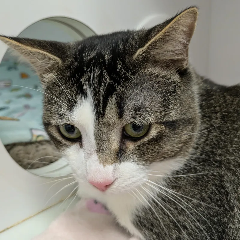 An adult medium-sized male White Domestic Short Hair cat named Eros for adoption in Mount Pleasant, MI