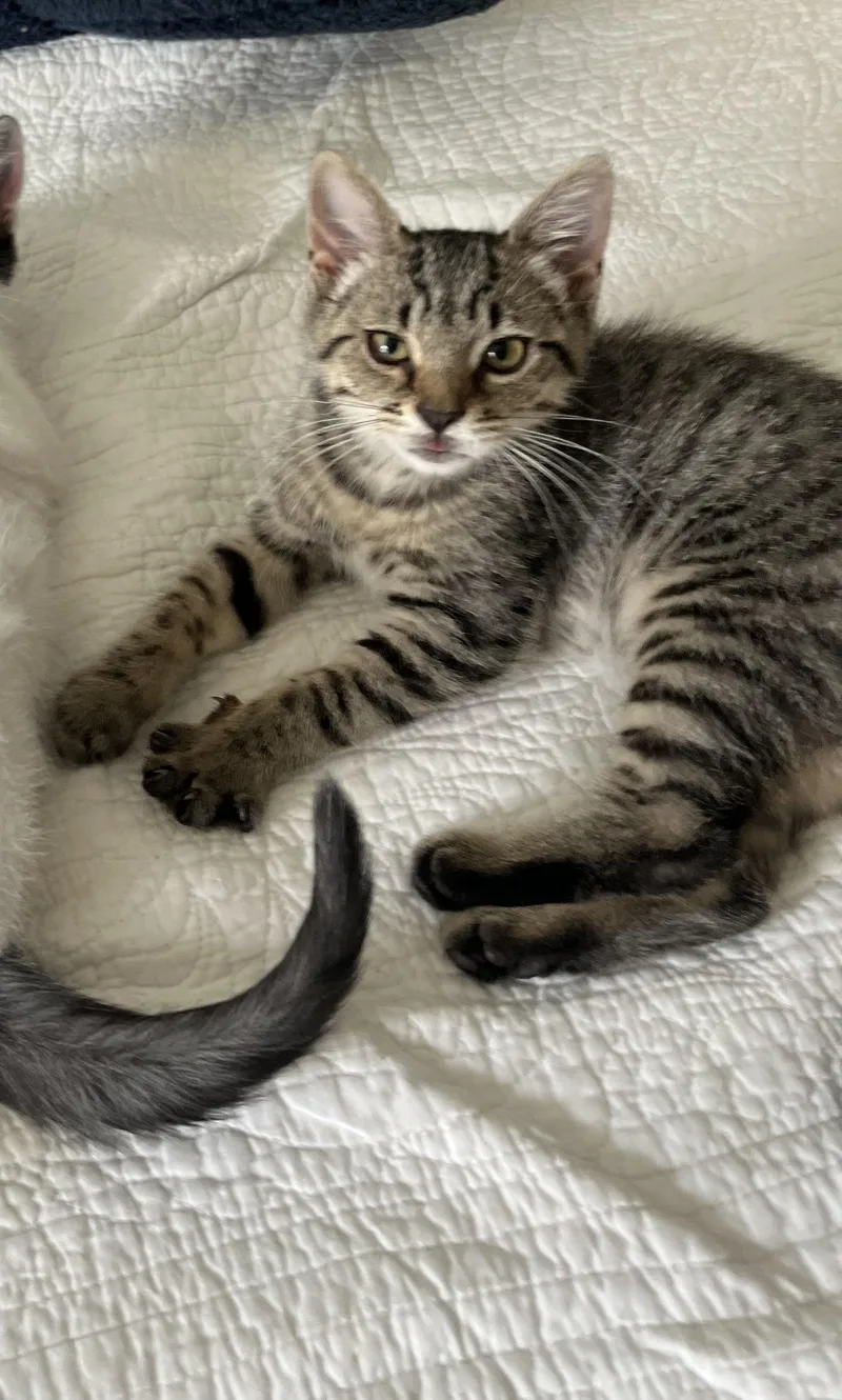 A baby small-sized female Tabby (Brown / Chocolate) Domestic Short Hair cat named Elaine Benes for adoption in Richmond, VA
